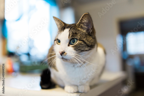 Grey and white cat on kitchen bench indoors 