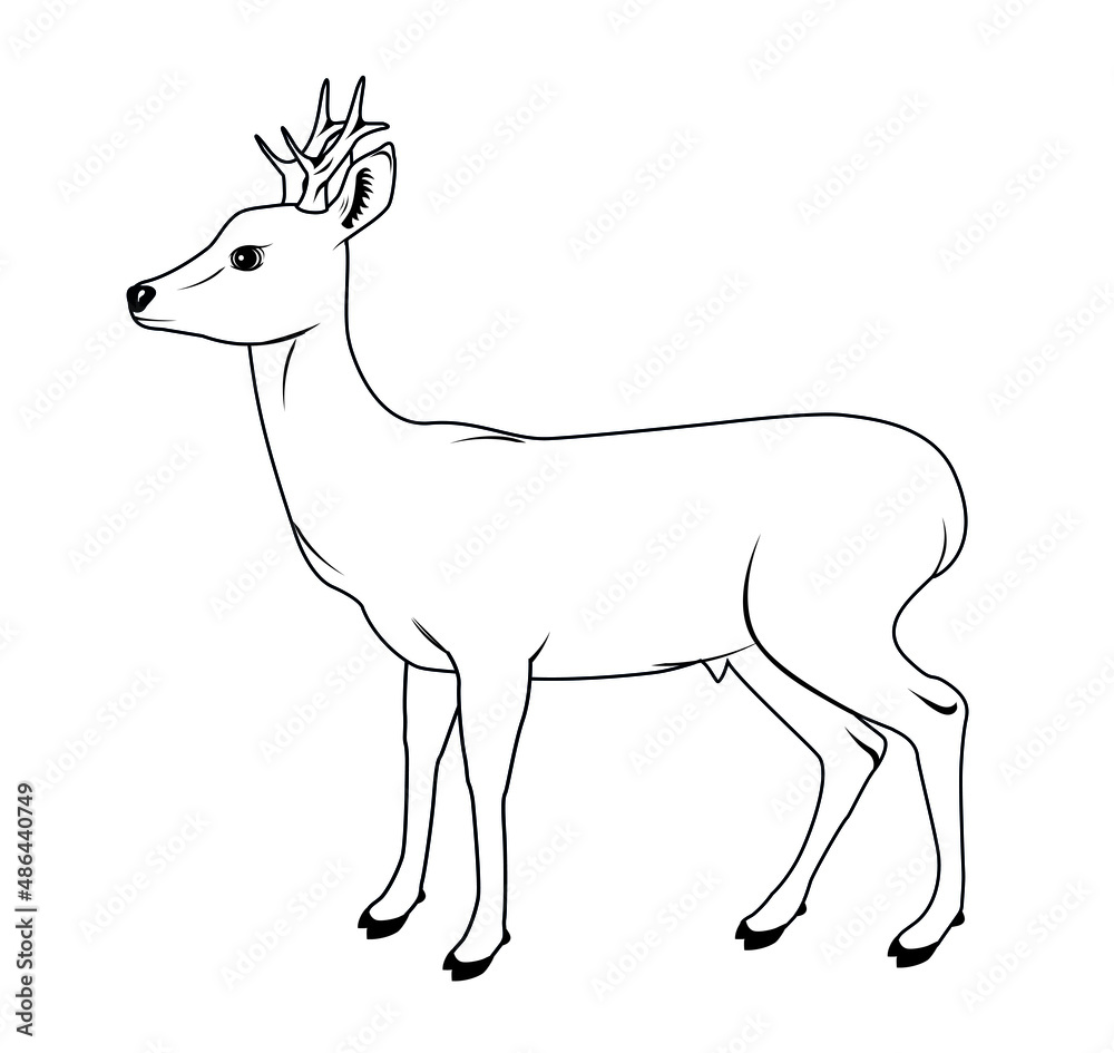 Vector illustration of a roe deer Vector illustration of a roe deer