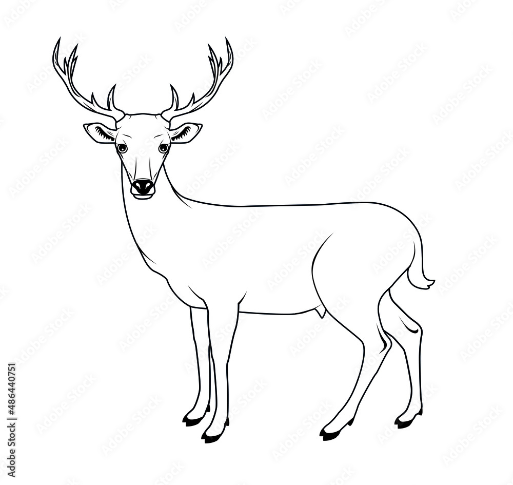 Vector illustration of a deer