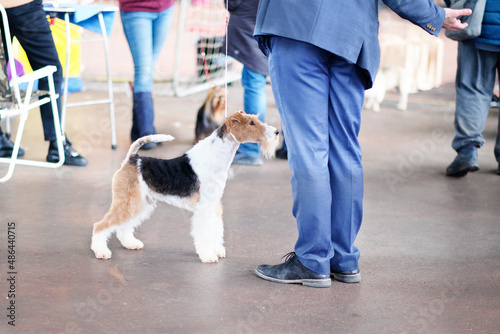 A man in a business suit puts a fox terrier in a rack at a dog show