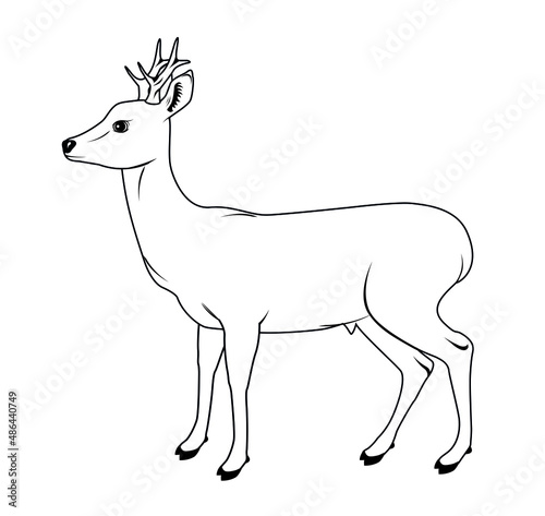 Vector illustration of a roe deer