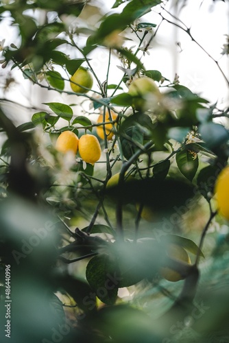 lemon tree in the sun