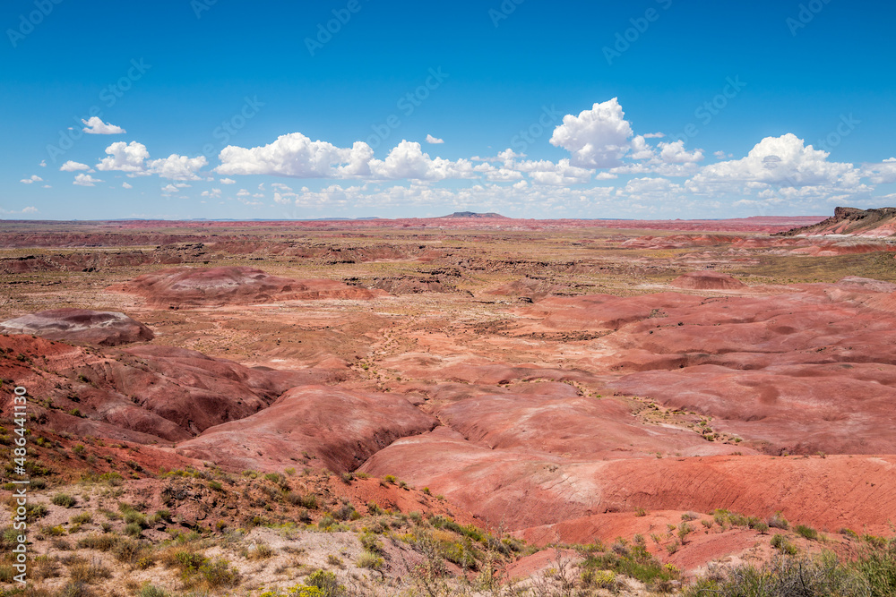 petrified forest, Painted Desert