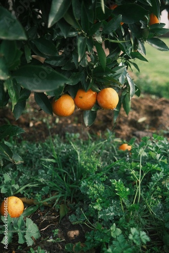 oranges on tree