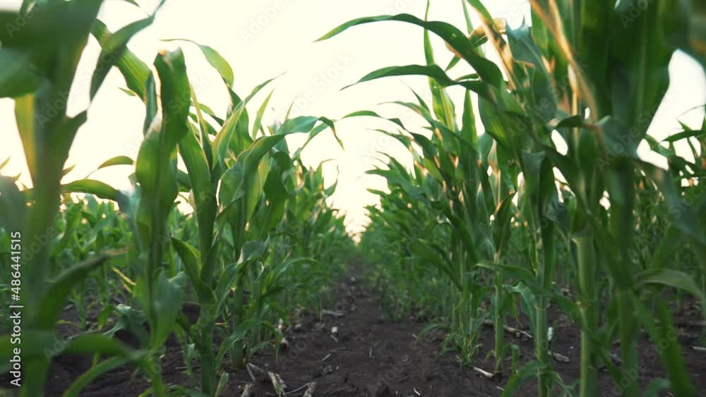 Agriculture. Corn field at sunset. Corn farm. Green maize plantation. Agriculture concept. Harvest grass. Growing feed on fertile soil. Corn farm at sunset. Plantation of maize on background of sky Agriculture. Corn field at sunset. Corn farm. Green maize plantation. Agriculture concept. Harvest grass. Growing feed on fertile soil. Corn farm at sunset. Plantation of maize on background of sky