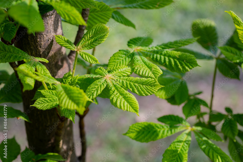 Exploding bud during spring time. First spring buds on branch, close-up image. Green leaves on chestnut tree branch Exploding bud during spring time. First spring buds on branch, close-up image. Green leaves on chestnut tree branch