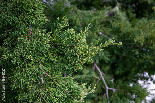eastern red cedar tree Juniperus virginiana is nature background