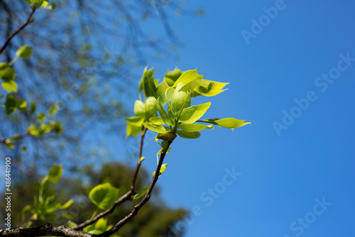 Close up of the leaves of Liriodendron tulipifera known as the tulip tree, American tulip tree, tulipwood, tuliptree