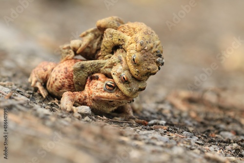 Mating common toads on the ground, European toad in the natural environment. Bufo bufo. Wildlife in Czech.