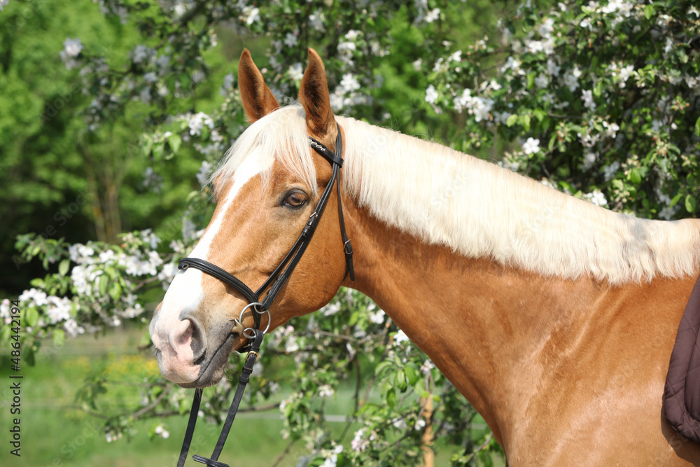 Fototapeta premium Amazing palomino warmblood in spring