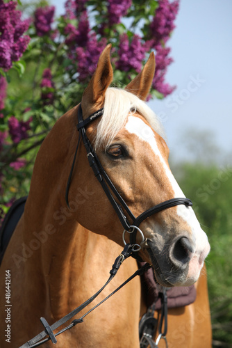 Cuadro en lienzo Nice czech warmblood in front of flowering pipe-tree