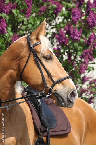 Fotografía Nice czech warmblood in front of flowering pipe-tree