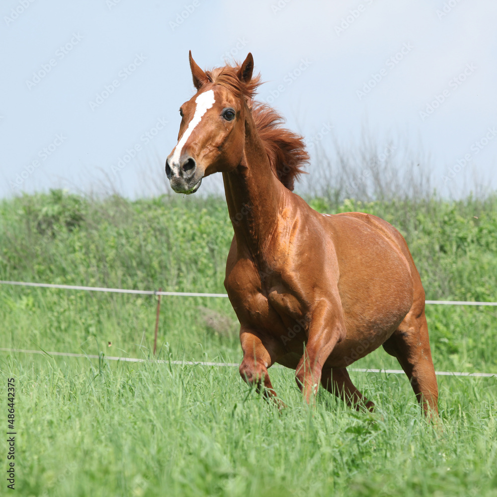 Budyonny horse running in spring Budyonny horse running in spring