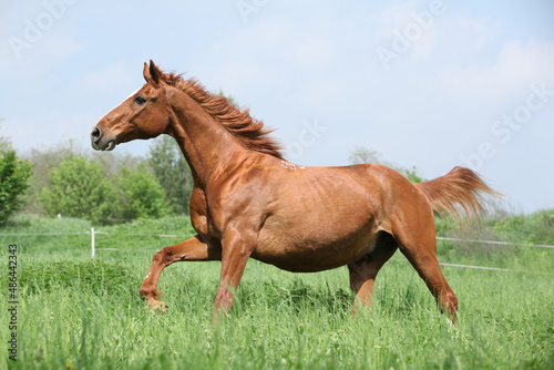 Budyonny horse running in spring