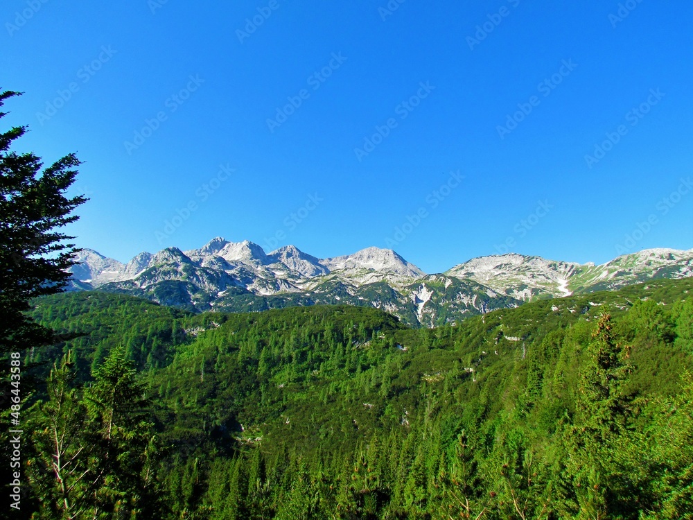 View of the mountains in the Julian alps and Triglav national park in Gorenjska region of Slovenia with alpine landscape covered with creeping pine and larch trees in the foreground View of the mountains in the Julian alps and Triglav national park in Gorenjska region of Slovenia with alpine landscape covered with creeping pine and larch trees in the foreground