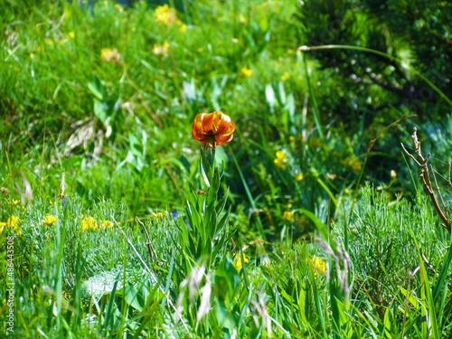 Close up of the golden apple plant (Lilium carniolicum) growing in the middle of lush vegetation photo