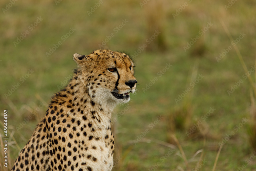 cheetah on the savannah cheetah on the savannah