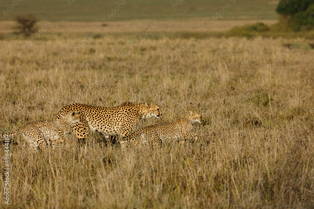 A mother cheetah and her cubs surveying the savannnah A mother cheetah and her cubs surveying the savannnah