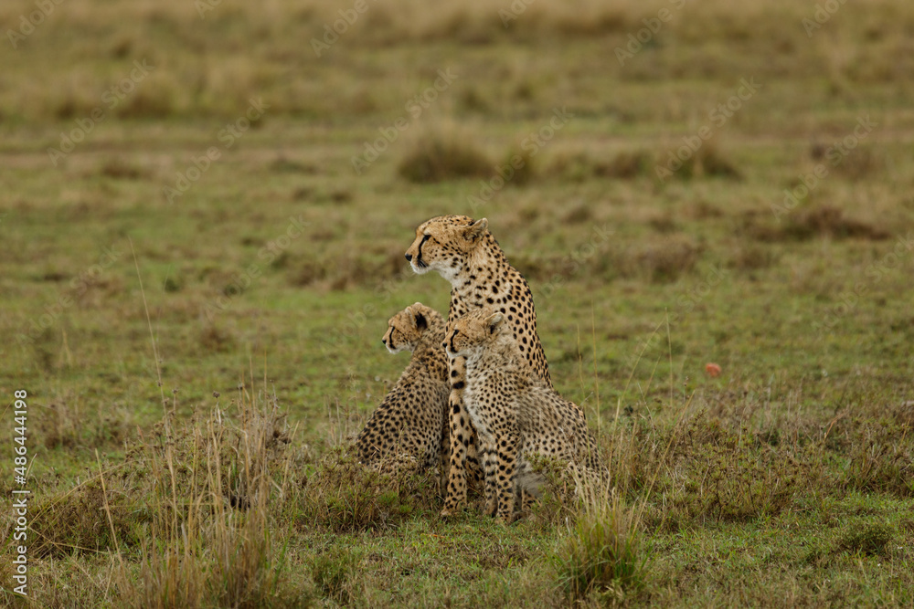 A mother cheetah and her cubs surveying the savannnah A mother cheetah and her cubs surveying the savannnah