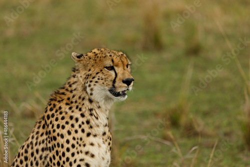 cheetah on the savannah