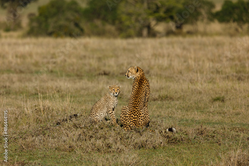 A mother cheetah and her cubs surveying the savannnah photo