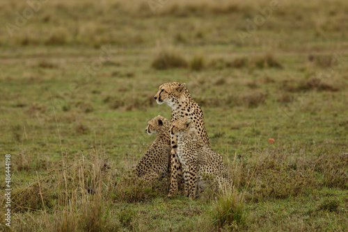 A mother cheetah and her cubs surveying the savannnah