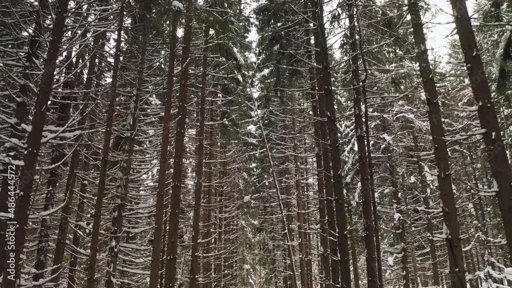 Flying Between Spruce Tree Straight Trunks In Winter Forest Flying Between Spruce Tree Straight Trunks In Winter Forest