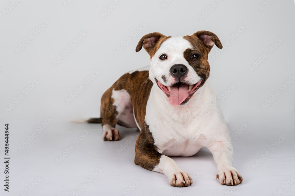 American Stafford terrier dog portrait isolated on the background in the studio. Indoor puppy photography concept. Happy dog posing.