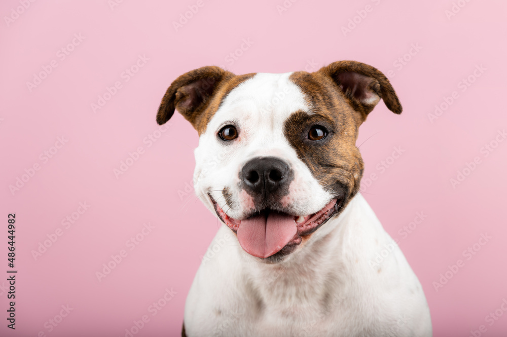 American Stafford terrier dog portrait isolated on the background in the studio. Indoor puppy photography concept. Happy dog posing.