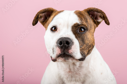 American Stafford terrier dog portrait isolated on the background in the studio. Indoor puppy photography concept. Happy dog posing.