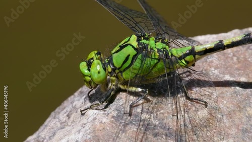 Green snaketail (Ophiogomphus cecilia), dragonfly on rock in river photo