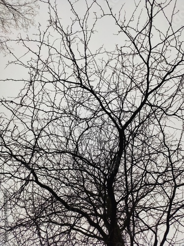 silhouette of a tree © Сергей Осипенко