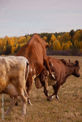animal sex