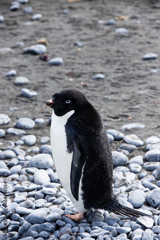 Naklejka premium Adélie-Pinguin in der Antarktis
