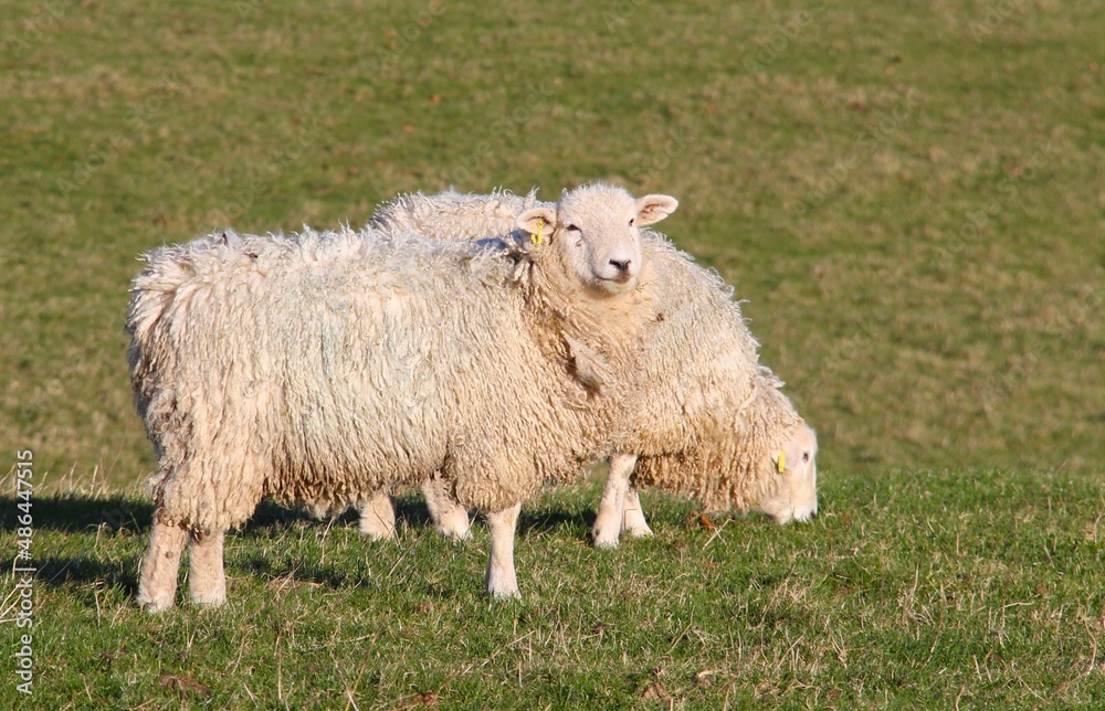 cotswold sheep grazing in the fields near Upper Slaughter, Gloucestershire cotswold sheep grazing in the fields near Upper Slaughter, Gloucestershire