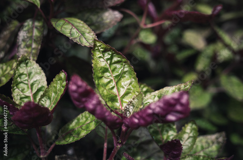 strobilanthes alternata photo