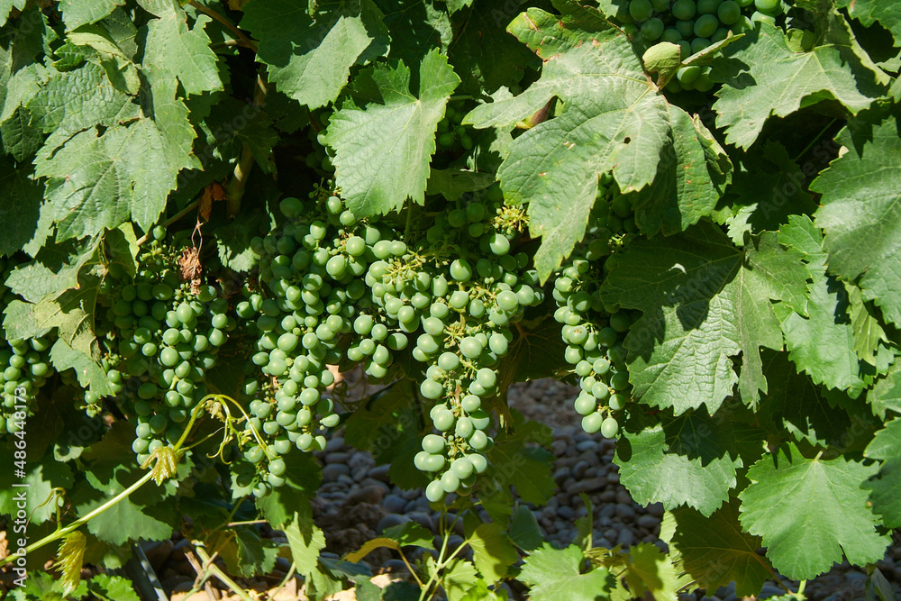 Viñedos situados en pleno corazón de la D. O. Rueda, Camino San Martín, La Seca, Valladolid Viñedos situados en pleno corazón de la D. O. Rueda, Camino San Martín, La Seca, Valladolid