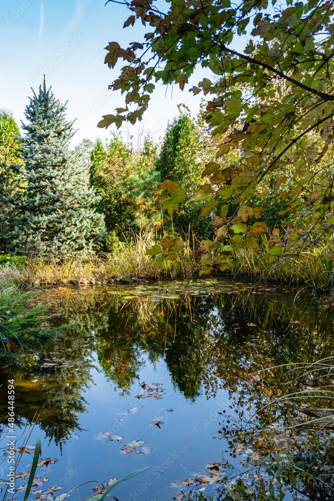 Reflection of plants in crystal clear water. Shore of shady pond with large stones against background of evergreens. On shore , among stones, aquatic plants grow. Sunny day. Fall. Place for text