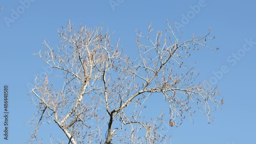 Tree branches moving in the wind on blue sky background