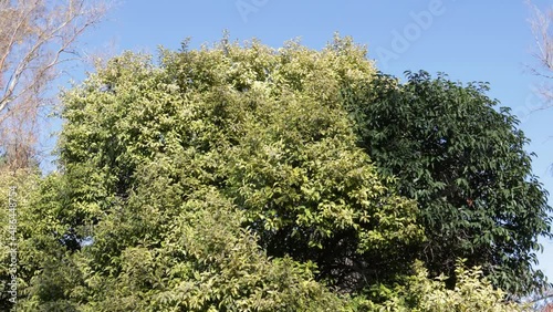 Tree moving in the wind on blue sky background