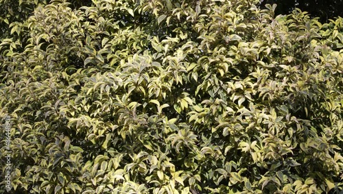 Tree leaves moving in the wind on blue sky background