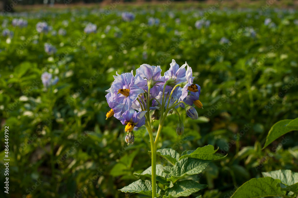 Purple potato blossoms in an organic potato garden. Purple potato blossoms in an organic potato garden.