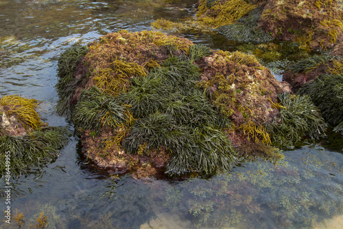 Coastal part of Cantabria in the north of Spain, Costa Quebrada, ie the Broken Coast, 
Codium fragile,  green sea fingers algae on the rocks in shallow water zone
 photo