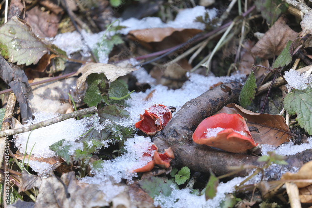 Naklejka premium Scarlet elf cup, Sarcoscypha coccinea, ( Peziza coccinea ) growing abundantly in mossy woodland in winter Swabian Alb, Baden-Wuerttemberg, Germany, Europe