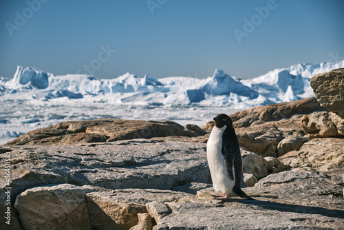 Adele penguins in Antarctica