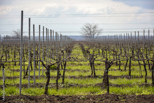 Modern vineyard in early spring against gray cloudy sky. Copy space. Selective focus.
