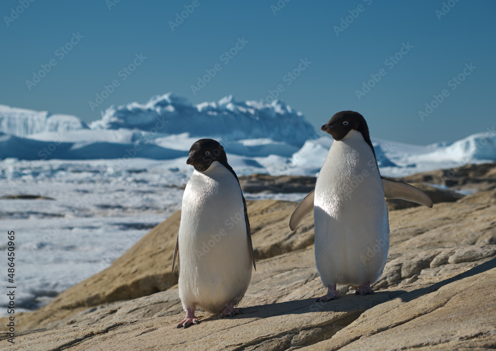 Obraz premium Adele penguins in Antarctica