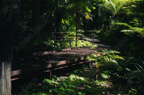 Path in the forest