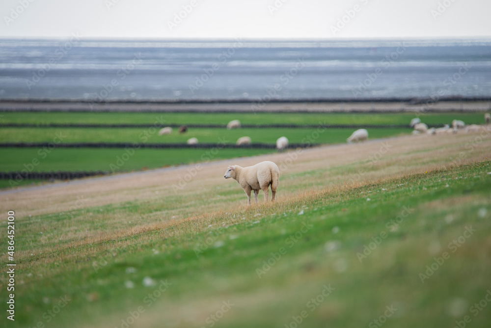 Fototapeta premium Lonely Sheep