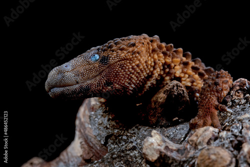Fotografie, Obraz Earless Monitor Lizard (Lanthanotus borneensis) is a species of lizard endemic to Indonesia and only be found in Borneo island or Kalimantan